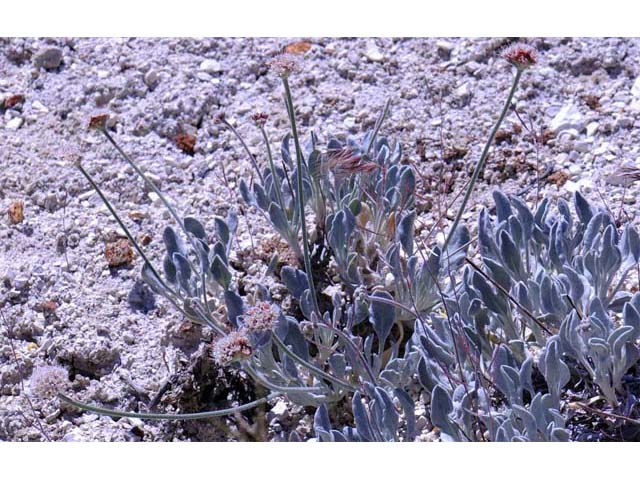 Eriogonum diatomaceum (Churchill narrows buckwheat) #51767