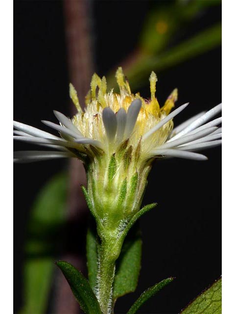 Symphyotrichum lanceolatum ssp. lanceolatum (White panicle aster) #74392