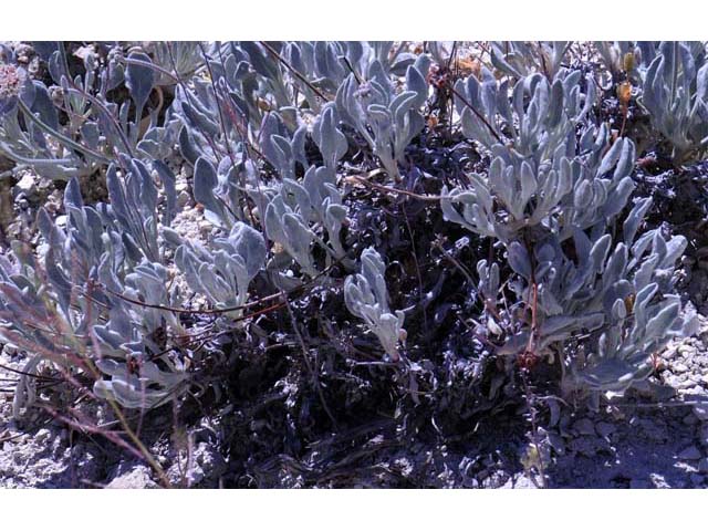 Eriogonum diatomaceum (Churchill narrows buckwheat) #51768