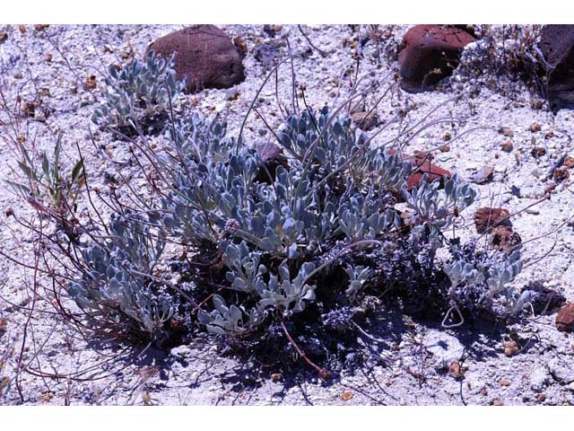 Eriogonum diatomaceum (Churchill narrows buckwheat) #51769