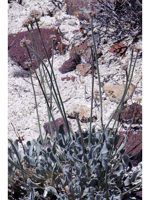 Eriogonum diatomaceum (Churchill narrows buckwheat) #51772