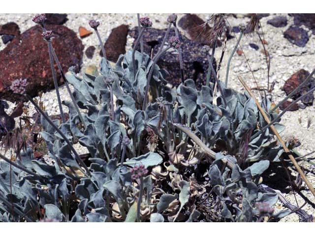 Eriogonum diatomaceum (Churchill narrows buckwheat) #51773