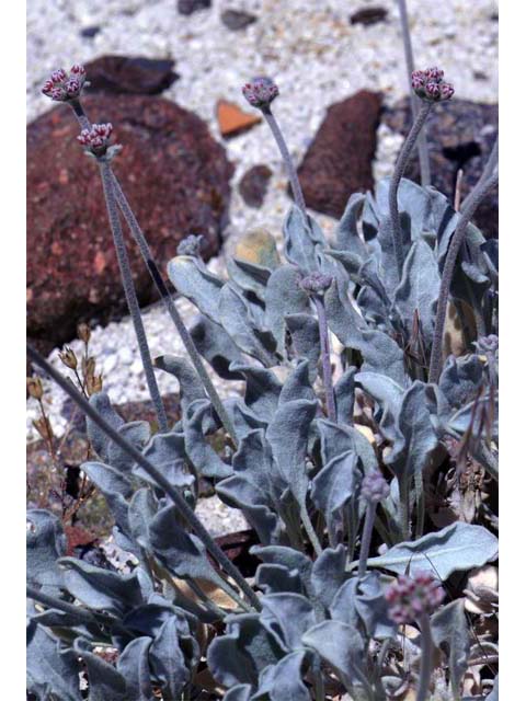 Eriogonum diatomaceum (Churchill narrows buckwheat) #51774