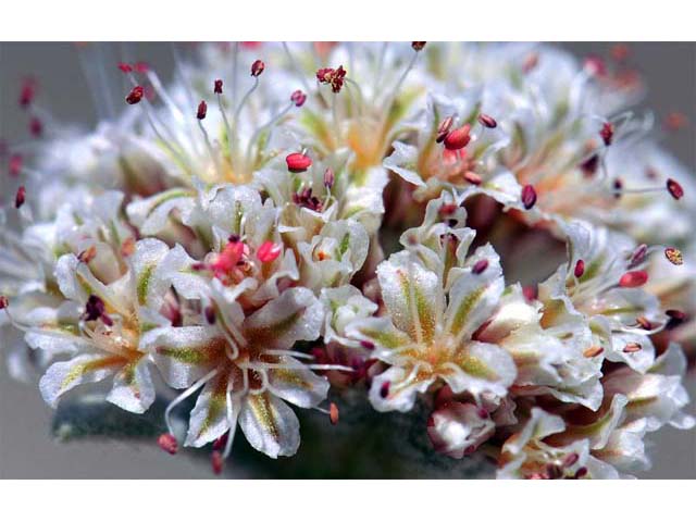 Eriogonum diatomaceum (Churchill narrows buckwheat) #51775