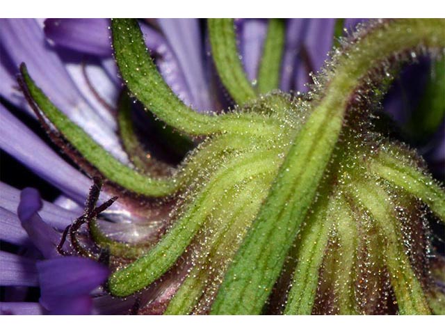 Symphyotrichum novae-angliae (New england aster) #74500