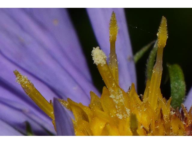 Symphyotrichum novae-angliae (New england aster) #74504
