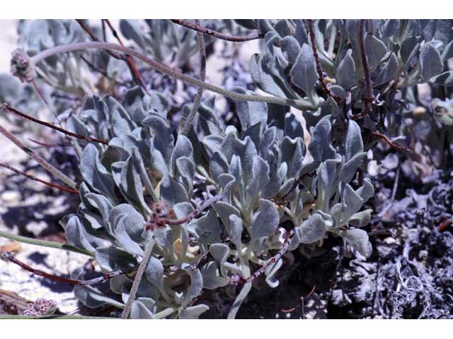 Eriogonum diatomaceum (Churchill narrows buckwheat) #51779