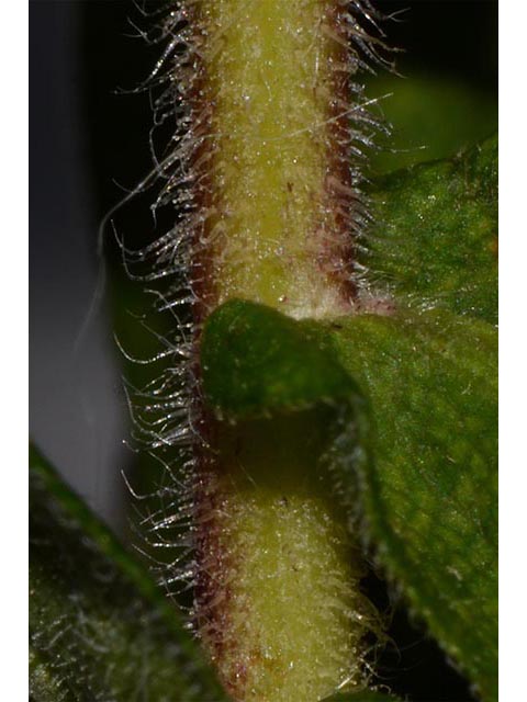 Symphyotrichum novae-angliae (New england aster) #74514