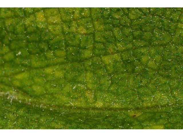 Symphyotrichum novae-angliae (New england aster) #74517