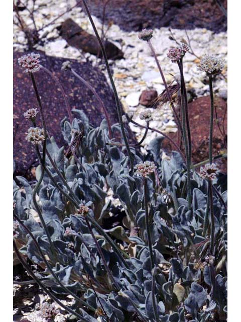 Eriogonum diatomaceum (Churchill narrows buckwheat) #51781