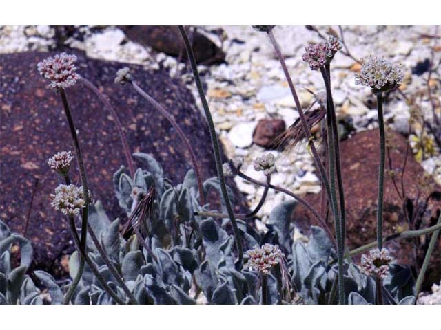 Eriogonum diatomaceum (Churchill narrows buckwheat) #51782