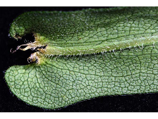 Symphyotrichum novae-angliae (New england aster) #74546