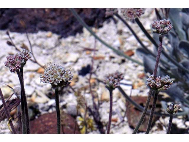 Eriogonum diatomaceum (Churchill narrows buckwheat) #51783