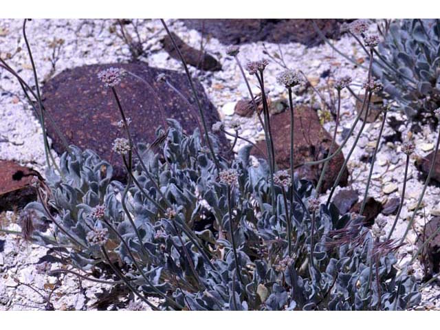 Eriogonum diatomaceum (Churchill narrows buckwheat) #51784