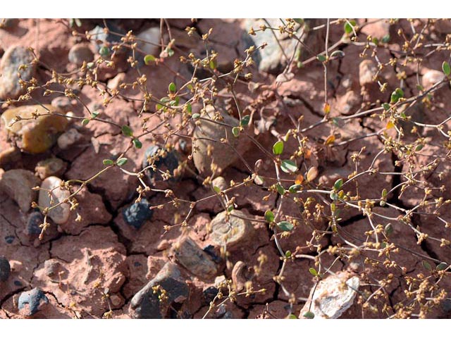 Eriogonum divaricatum (Divergent buckwheat) #51824