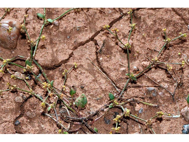 Eriogonum divaricatum (Divergent buckwheat) #51826