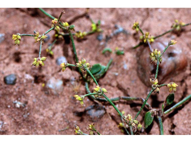 Eriogonum divaricatum (Divergent buckwheat) #51828
