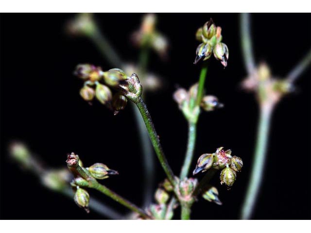 Eriogonum divaricatum (Divergent buckwheat) #51829