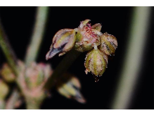 Eriogonum divaricatum (Divergent buckwheat) #51830