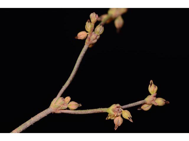 Eriogonum divaricatum (Divergent buckwheat) #51831