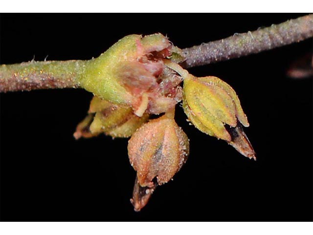 Eriogonum divaricatum (Divergent buckwheat) #51832