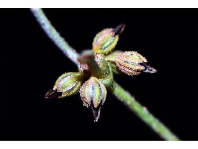 Eriogonum divaricatum (Divergent buckwheat) #51833