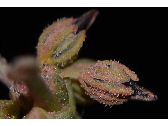Eriogonum divaricatum (Divergent buckwheat) #51834