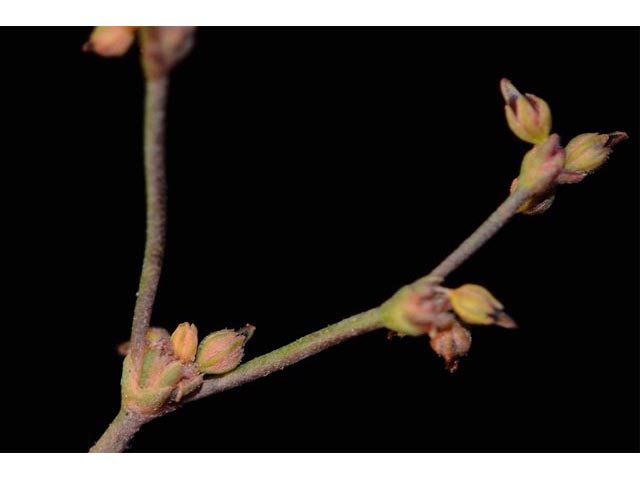 Eriogonum divaricatum (Divergent buckwheat) #51835