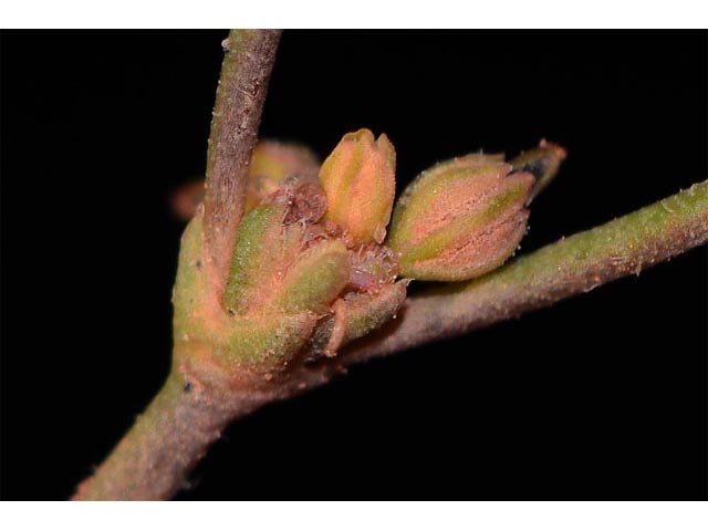 Eriogonum divaricatum (Divergent buckwheat) #51836