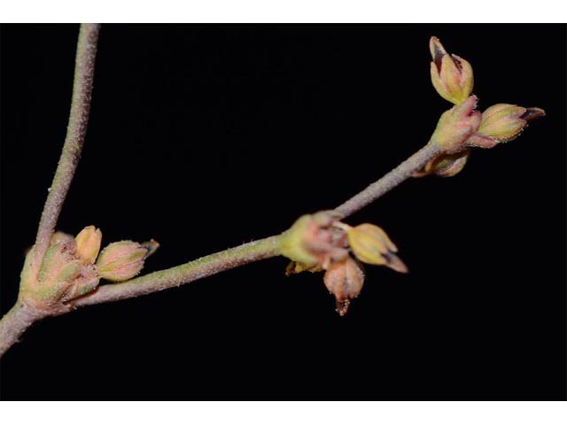 Eriogonum divaricatum (Divergent buckwheat) #51837