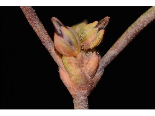 Eriogonum divaricatum (Divergent buckwheat) #51838