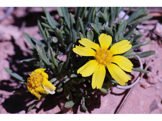 Tetraneuris acaulis var. arizonica (Arizona four-nerve daisy) #74725