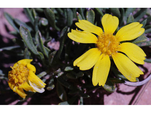 Tetraneuris acaulis var. arizonica (Arizona four-nerve daisy) #74726