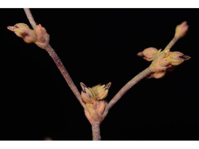 Eriogonum divaricatum (Divergent buckwheat) #51839