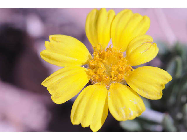 Tetraneuris acaulis var. arizonica (Arizona four-nerve daisy) #74729