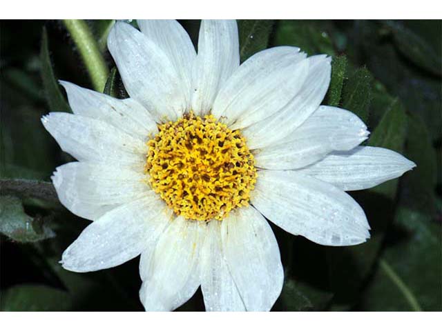 Wyethia helianthoides (Sunflower mule-ears) #74825