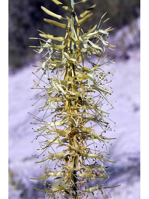 Stanleya pinnata var. integrifolia (Golden princesplume) #74831