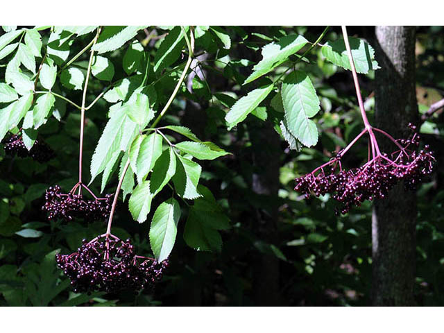 Sambucus nigra ssp. canadensis (Common elderberry) #74857