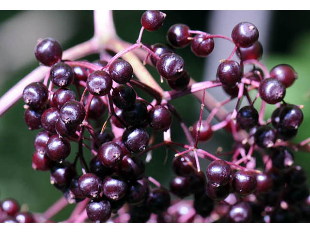 Sambucus nigra ssp. canadensis (Common elderberry) #74861
