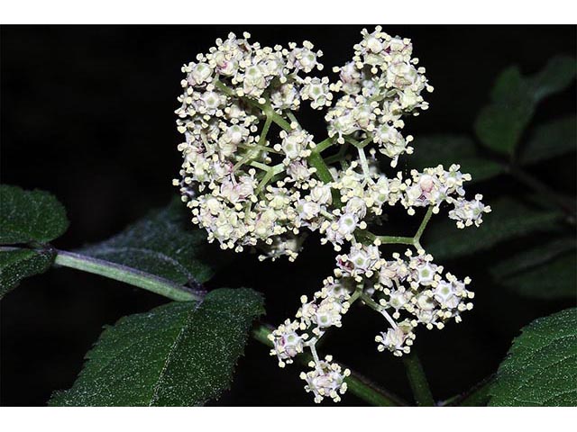 Sambucus nigra ssp. canadensis (Common elderberry) #74863