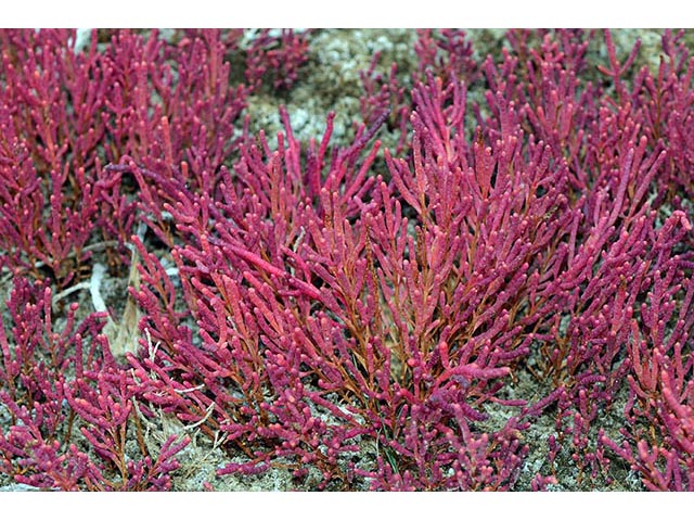 Salicornia rubra (Red swampfire) #74902