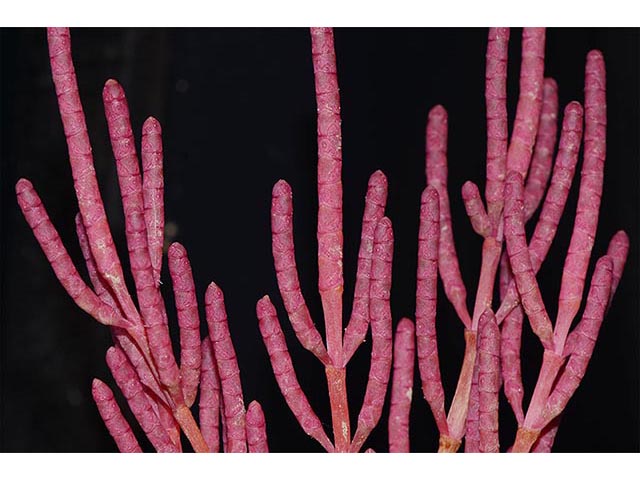 Salicornia rubra (Red swampfire) #74907