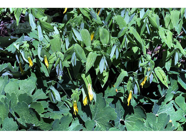 Uvularia grandiflora (Largeflower bellwort) #74914