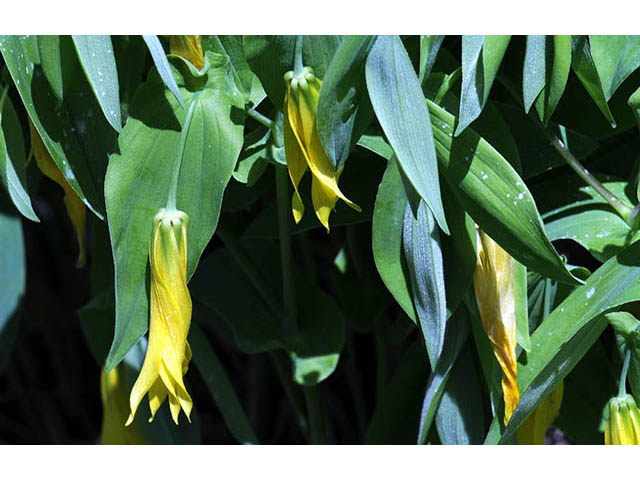 Uvularia grandiflora (Largeflower bellwort) #74918
