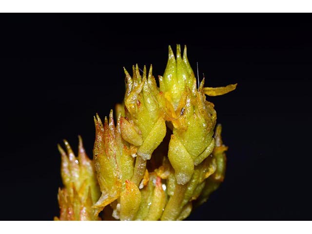 Sedum lanceolatum (Spearleaf stonecrop) #75000