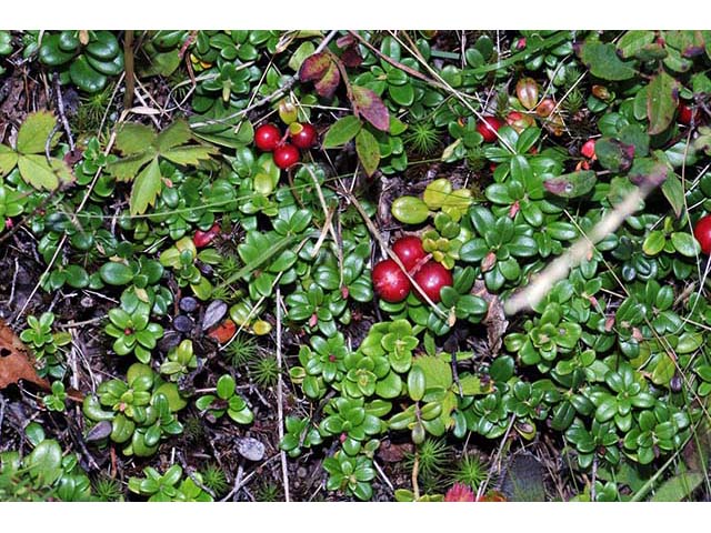 Vaccinium vitis-idaea ssp. minus (Northern mountain cranberry) #75063