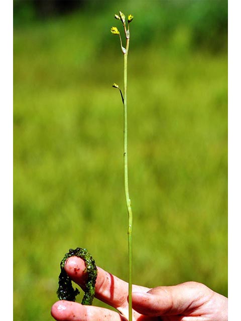 Utricularia macrorhiza (Common bladderwort) #75148