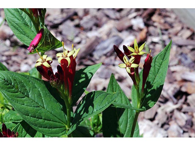 Spigelia marilandica (Woodland pinkroot) #75160