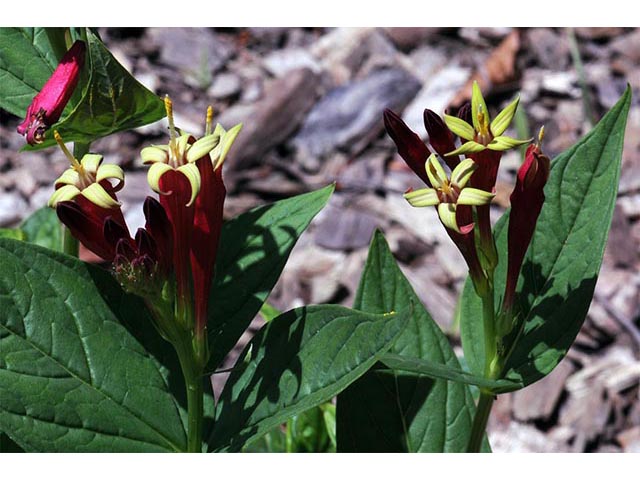 Spigelia marilandica (Woodland pinkroot) #75161