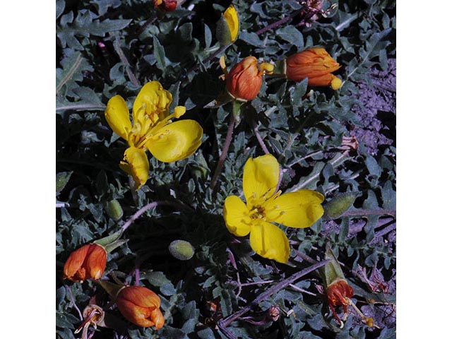 Camissonia tanacetifolia (Tansyleaf evening-primrose) #75236
